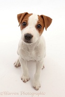 Jack Russell puppy, sitting and looking up