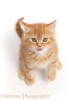 Ginger kitten sitting and looking up while licking his lips