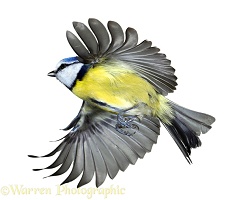 Blue tit flying