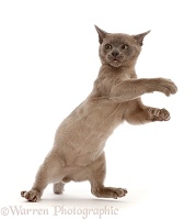 Burmese kitten, dancing