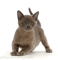 Burmese kitten, crouching ready to jump up