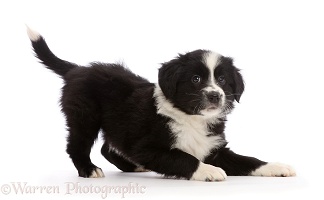 Black-and-white Border Collie puppy, in play-bow