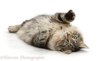 Silver tabby cat rolling on her back