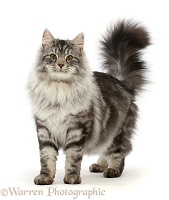 Silver tabby cat standing with tail erect