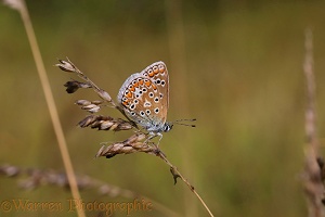 Common Blue butterfly female on grass seed head