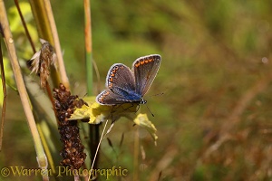Common Blue Butterfly female
