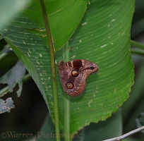 Owl butterfly at rest