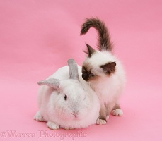 Birman kitten and white rabbit on pink background