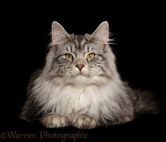 Silver tabby cat lying with head up on black background