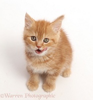 Ginger kitten sitting and looking up, licking his lips