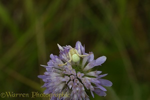 Crab spider waiting for prey
