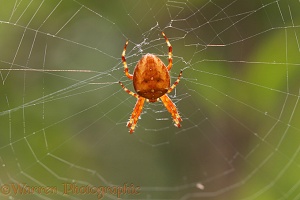 Strawberry spider in web