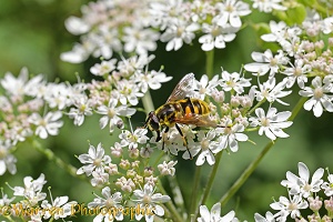 Hoverfly feeding on Hogweed