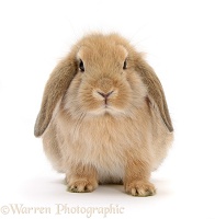 Young sandy Lop rabbit