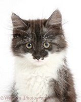 Dark silver-and-white kitten, sitting