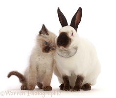 Ragdoll x Siamese kitten snuggling up to colourpoint rabbit