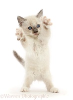 Ragdoll x Siamese kitten reaching up