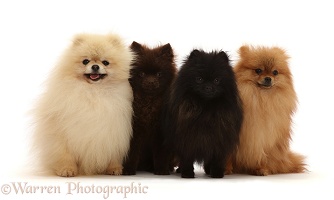 Four assorted  Pomeranians