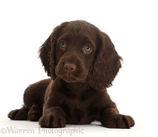 Chocolate Cocker Spaniel puppy