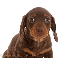 Chocolate Dachshund puppy