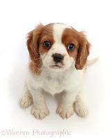 Blenheim Cavalier pup sitting and looking up