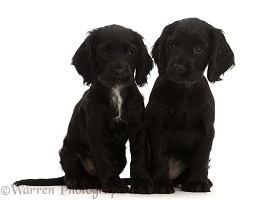 Two Black Cocker Spaniel puppies