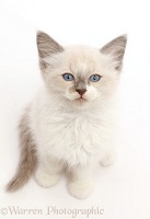 Ragdoll x Siamese kitten sitting and looking up