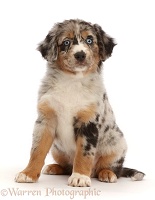 Tricolour merle Mini American Shepherd puppy