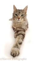 Silver tabby cat with outstretched paw