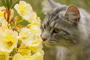 Silver tabby cat sniffing flowers
