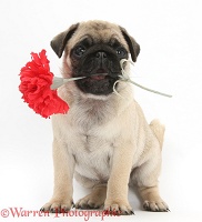 Fawn Pug pup and rose