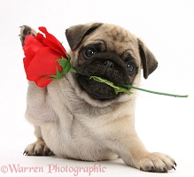 Fawn Pug pup and rose