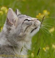 Silver tabby cat sniffing grass