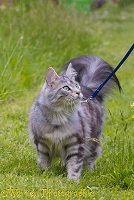 Silver tabby cat walking in the garden on a lead