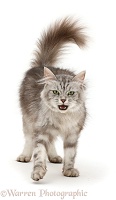 Silver tabby cat, walking