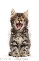 Tabby Persian-cross kitten, yawning