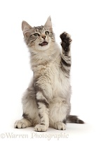 Silver tabby kitten sitting with raised paw and open mouth