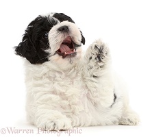 Playful black-and-white Cavapoo puppy paw up, mouth open