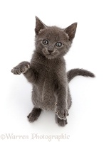 Blue kitten, standing up with raised paws