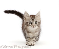 Silver tabby kitten, prowling