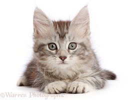Silver tabby kitten, 7 weeks old