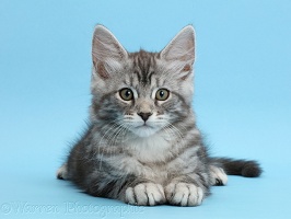 Silver tabby kitten, on blue background