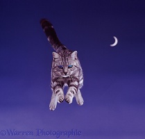 Silver tabby cat leaping at night with eye shine