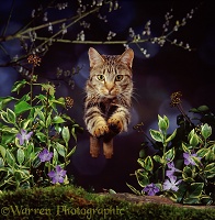 Bengal cat leaping in woodland with flowers