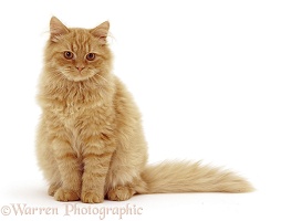 Fluffy ginger cat, sitting