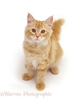 Fluffy ginger female cat