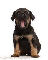Border Terrier puppy, 5 weeks old, yawning
