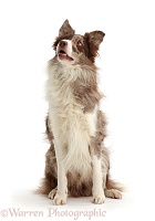 Chocolate merle Border Collie dog, looking up
