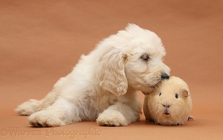 Labradoodle pup, 9 weeks old, and yellow Guinea pig
