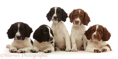 Five working English Springer Spaniel puppies